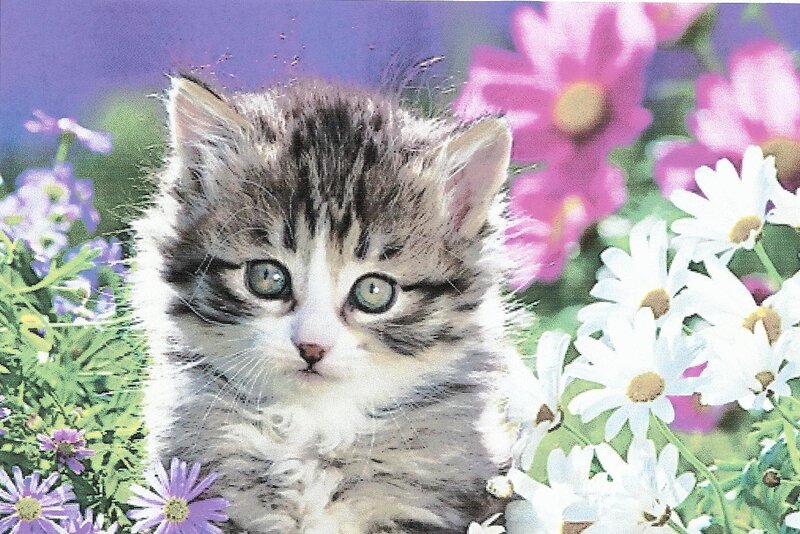 Kitten in Flowers — White