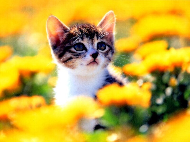 Kitten in Flowers — Yellow, Calm