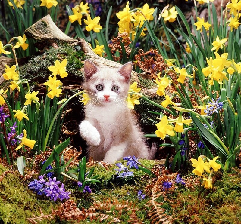Kitten in Flowers — Yellow, Serene