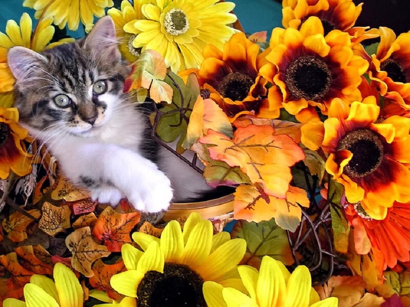 Kitten in Flowers — Yellow