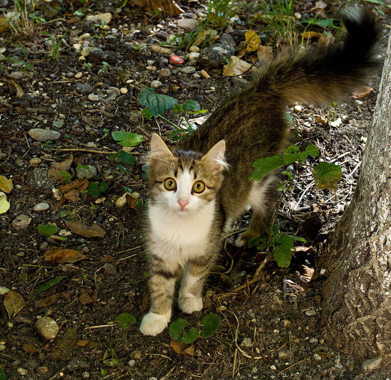 Kitten in Forest