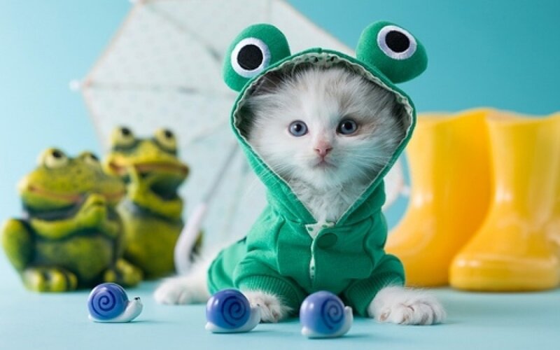Kitten in Frog Costume — Green