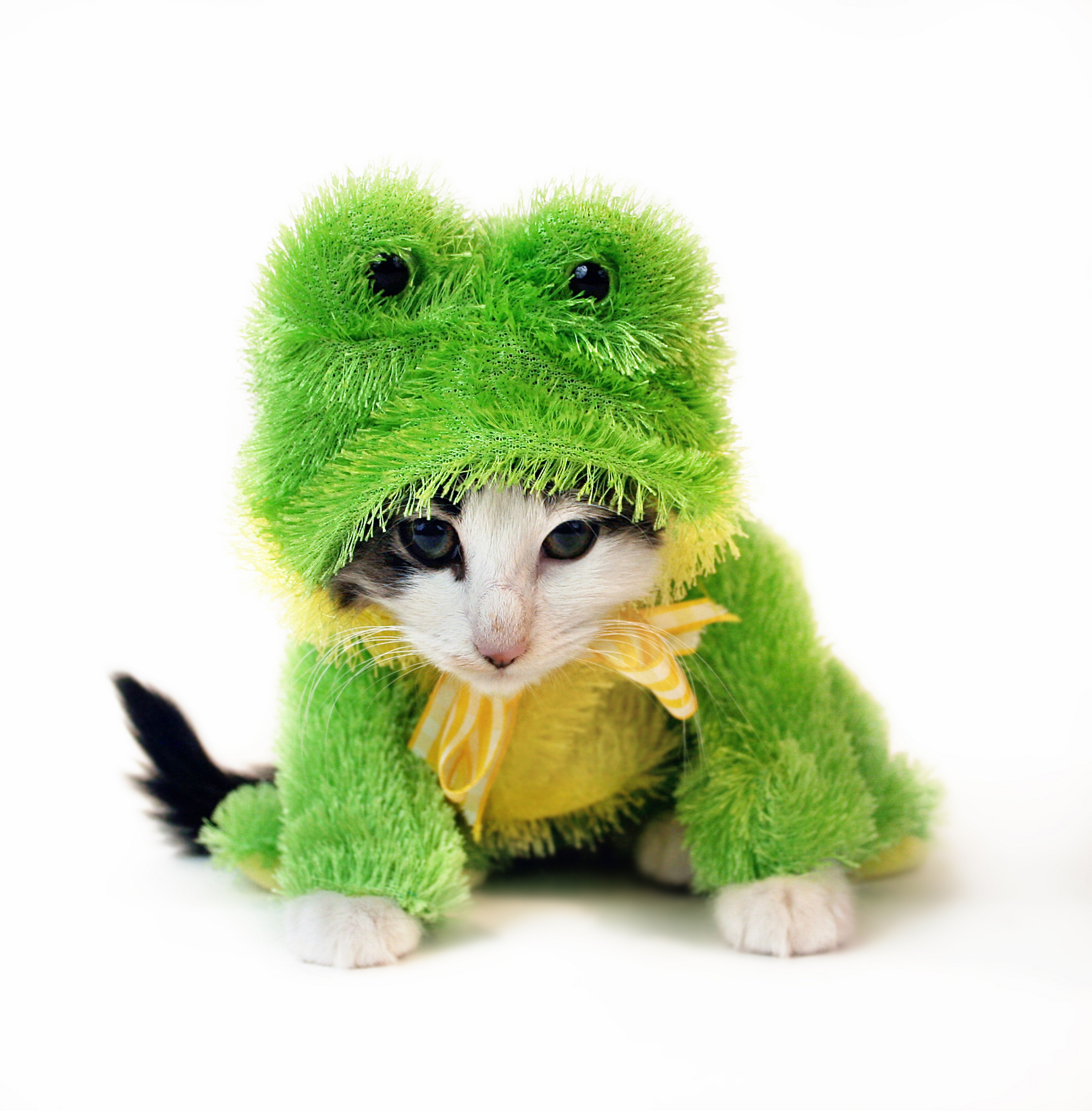 kitten in frog costume