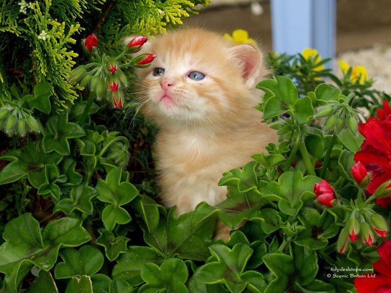kitten in garden flowers