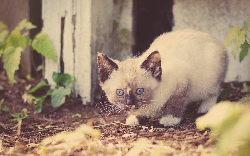 kitten in garden