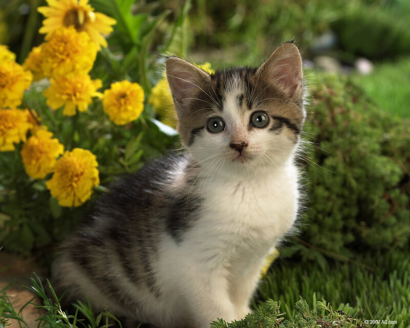 kitten in garden with flowers