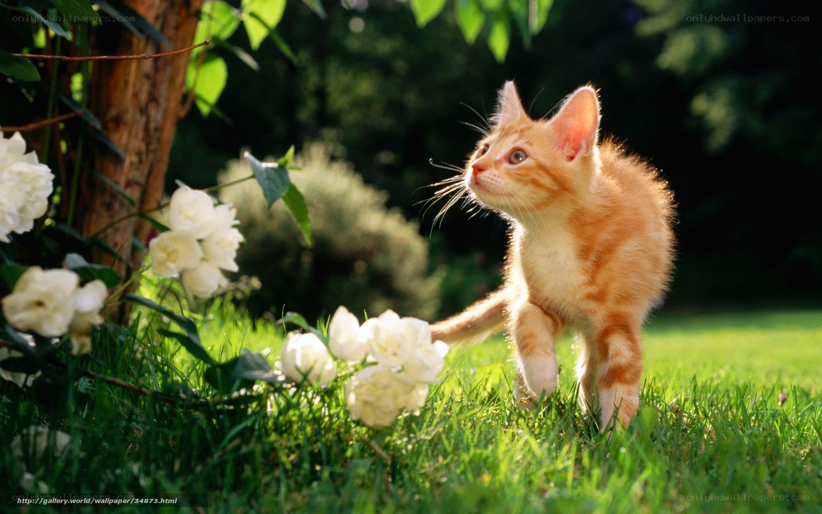 kitten in garden with flowers
