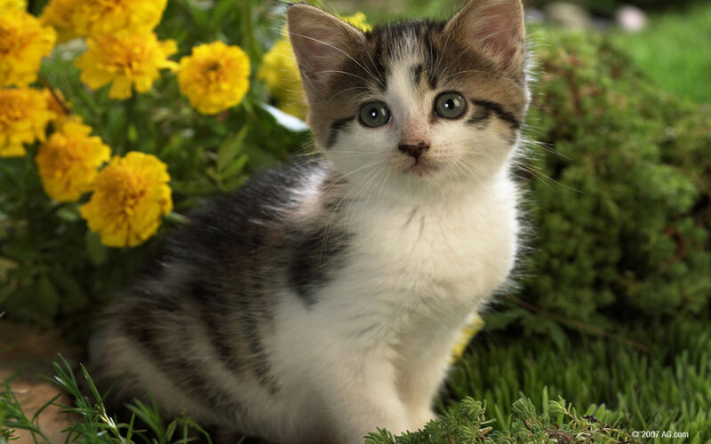 Kitten in Garden — Yellow, Calm, Afternoon