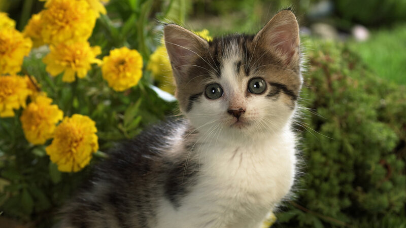 Kitten in Garden — Yellow, Calm
