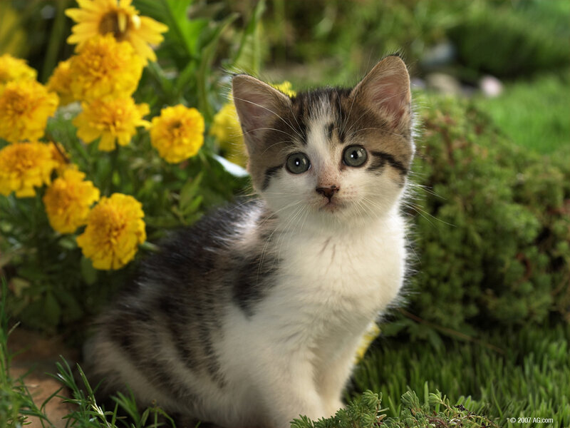 Kitten in Garden — Yellow