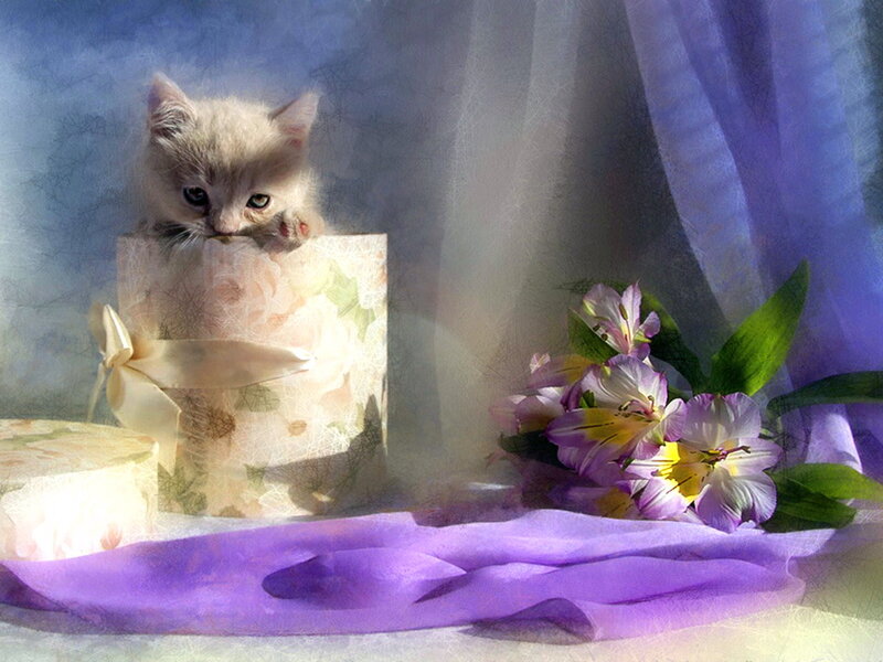 Kitten in Gift Box — Purple, Serene, Digital Art