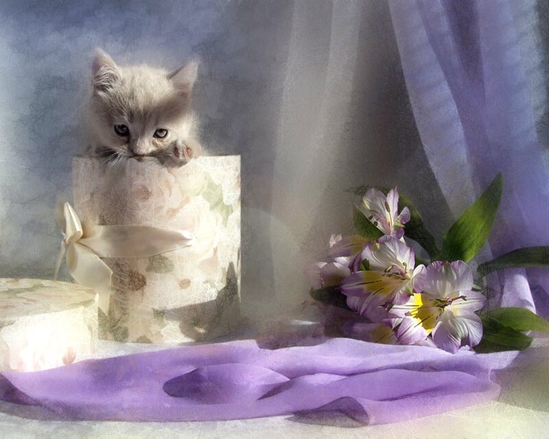 Kitten in Gift Box — Purple, Serene