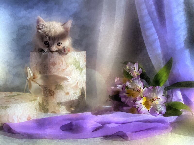 Kitten in Gift Box — Purple