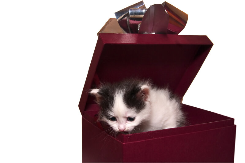 Kitten in Gift Box — Red, Innocent