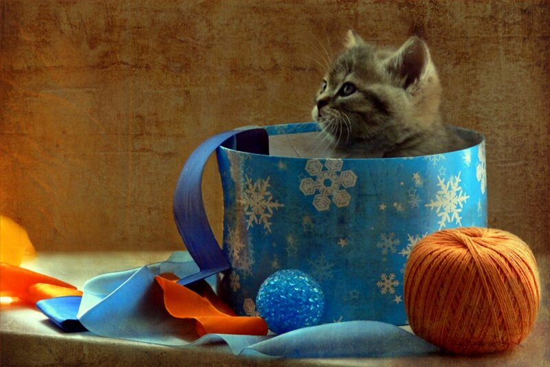 Kitten in Gift Box
