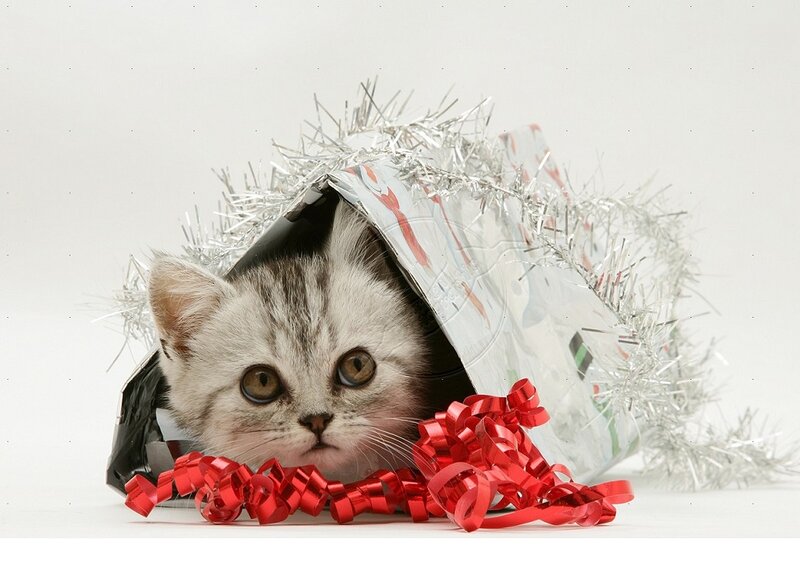 Kitten in Gift Box — White, Festive