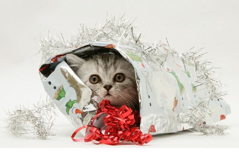 Kitten in Gift Box — White