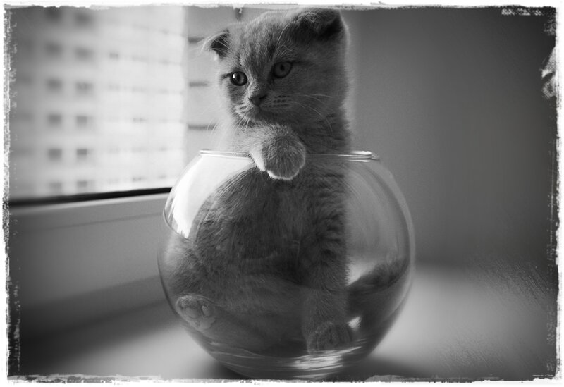 Kitten in Glass Bowl — Black