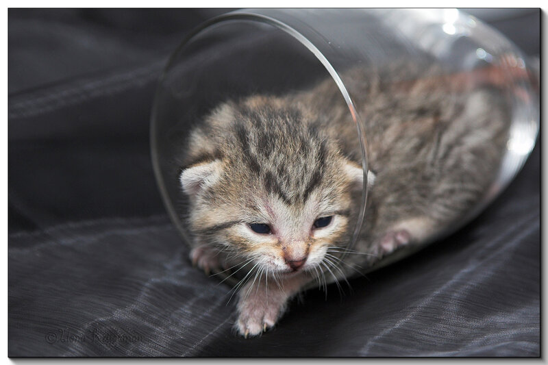 Kitten in Glass