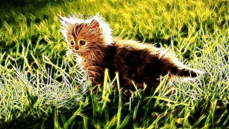 kitten in glowing grass