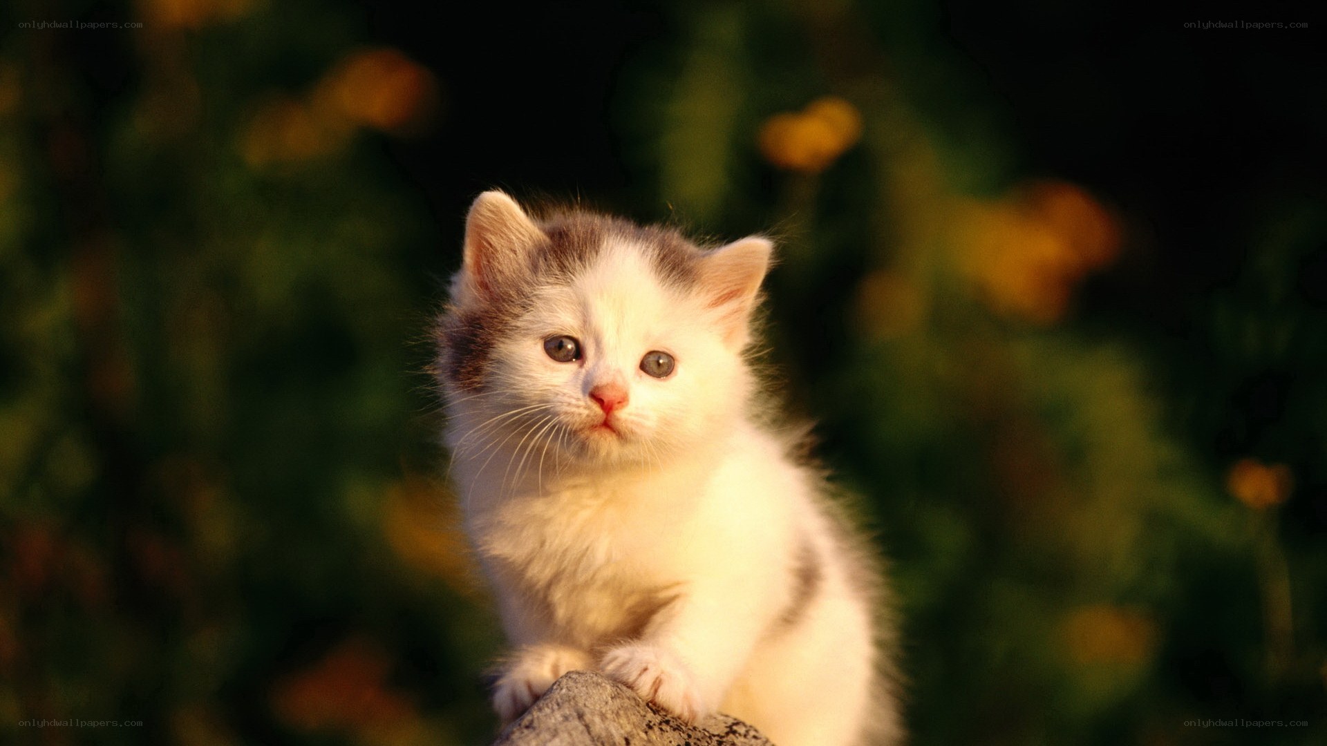 kitten in golden light