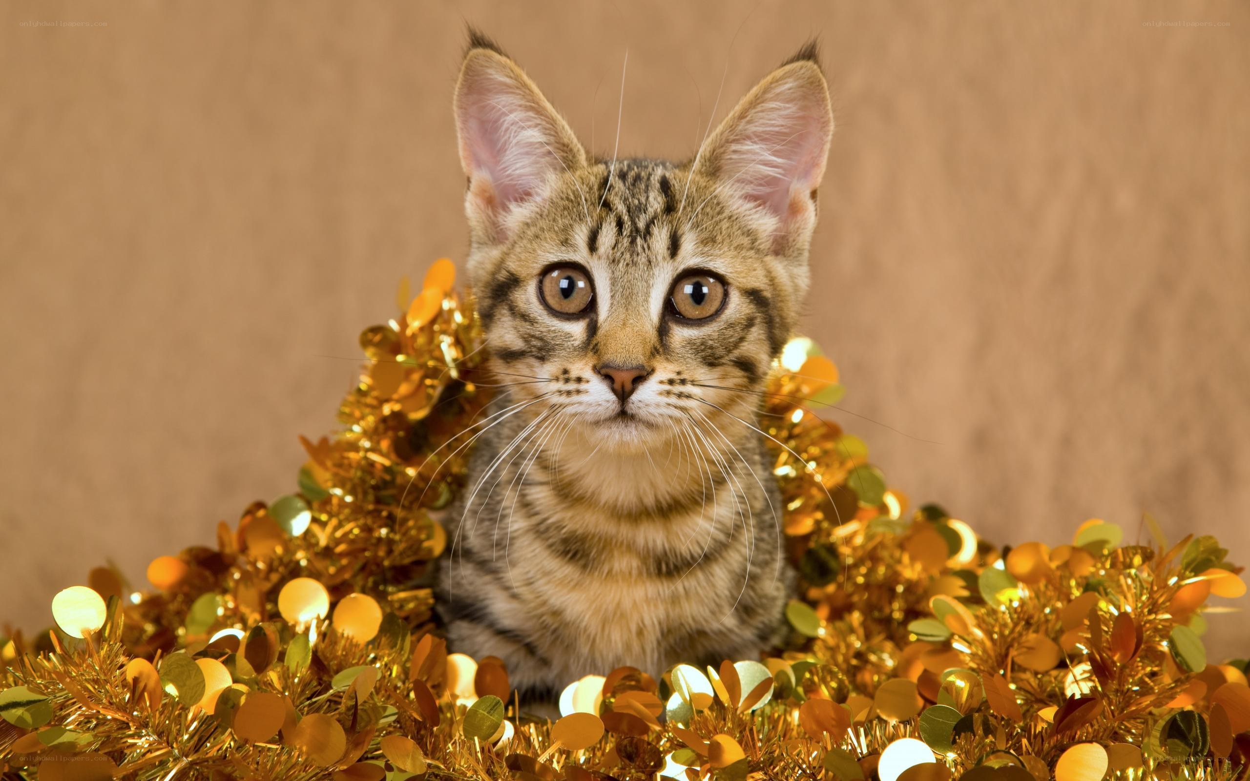kitten in golden tinsel