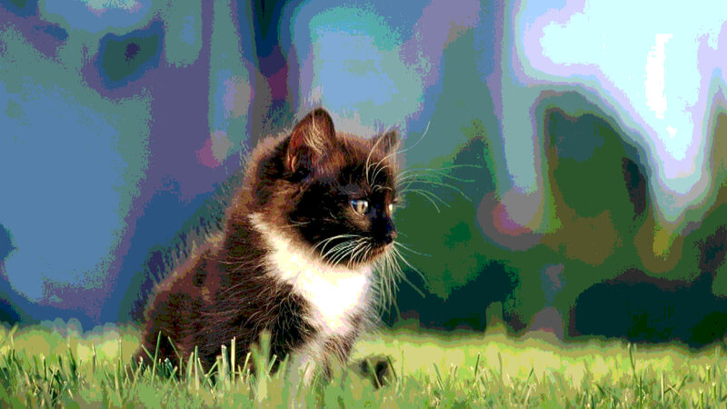 Kitten in Grass — Green, Calm, Afternoon, Digital Art