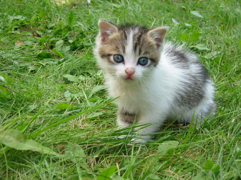 Kitten in Grass — Green, Calm, Afternoon, Photograph, Eyes, Paws