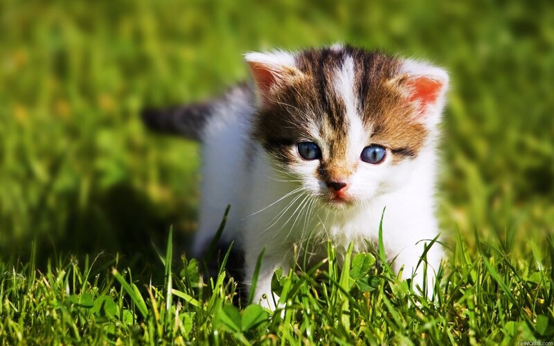 Kitten in Grass — Green, Calm, Afternoon, Photograph, Eyes, White
