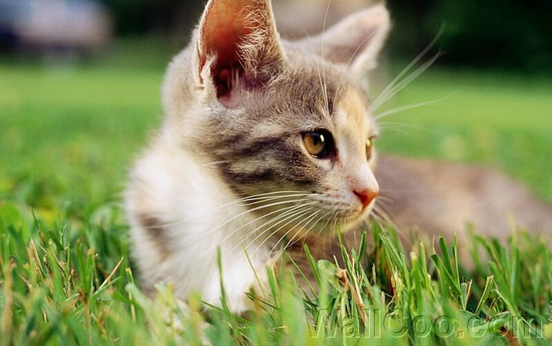 Kitten in Grass — Green, Calm, Afternoon, Photograph, Outdoor