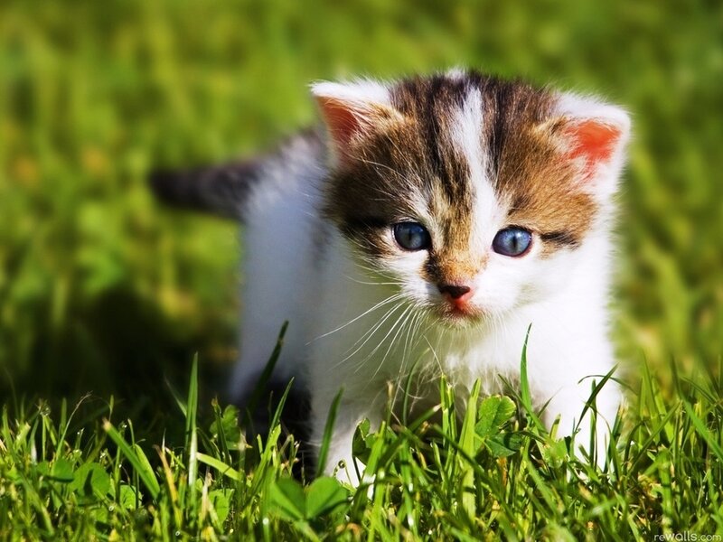 Kitten in Grass — Green, Calm, Afternoon, Photograph