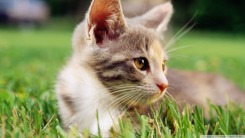 Kitten in Grass — Green, Calm, Afternoon, Photograph, Whiskers, Eyes