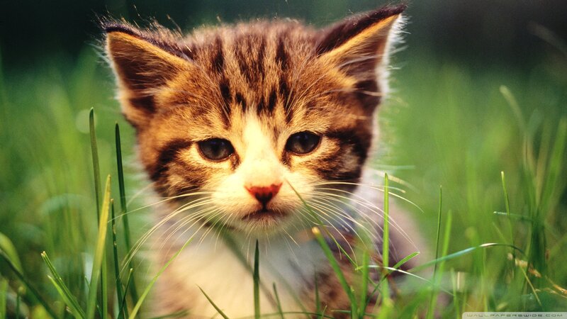 Kitten in Grass — Green, Calm, Afternoon, Photograph, Whiskers