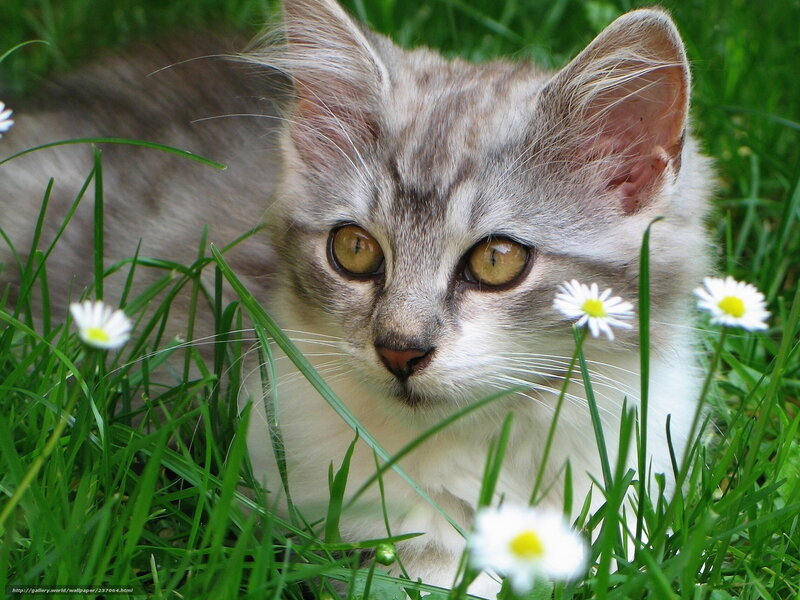 Kitten in Grass — Green, Calm, Spring, Photograph