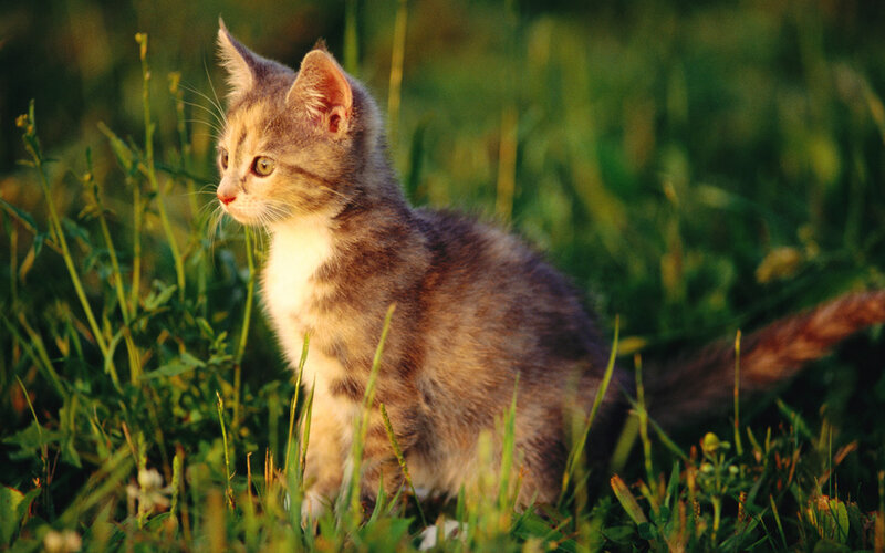 Kitten in Grass — Green, Calm, Sunset, Photograph