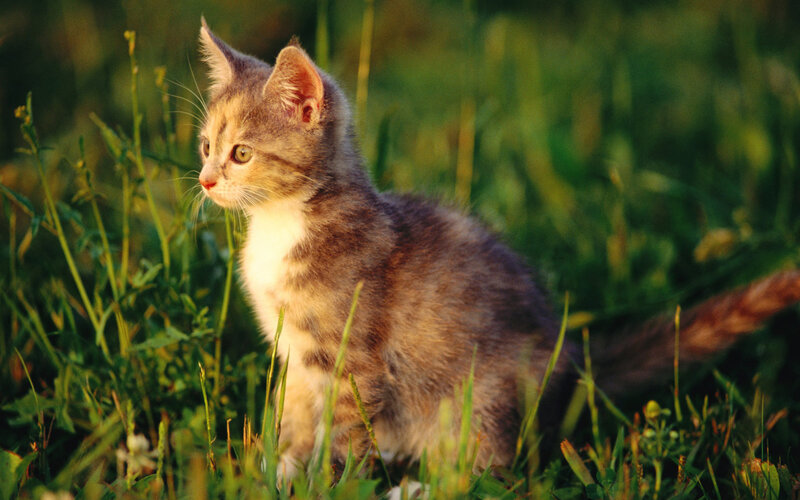 Kitten in Grass — Green, Calm, Sunset