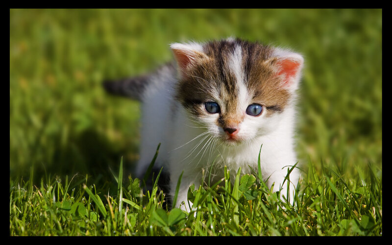 Kitten in Grass — Green, Calm