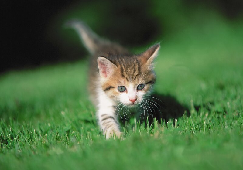 Kitten in Grass — Green, Curious, Afternoon, Photograph, Cat