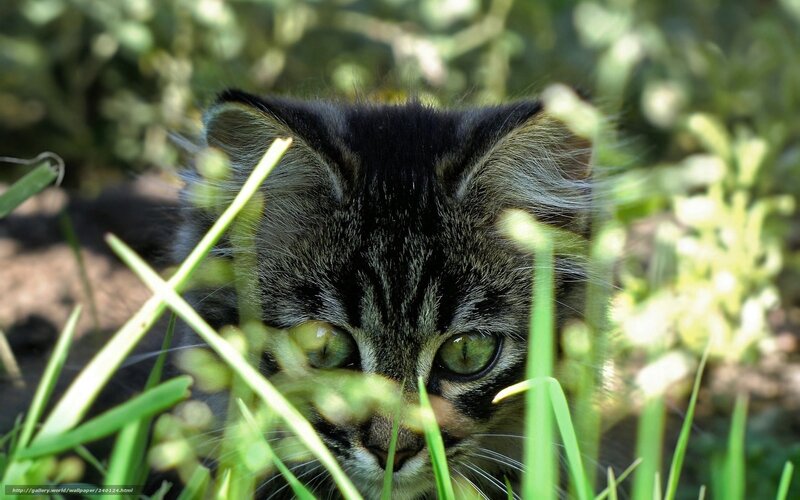 Kitten in Grass — Green, Curious, Afternoon, Photograph, Green Leaves