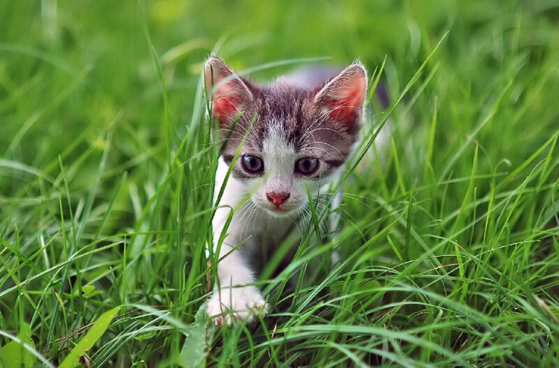 Kitten in Grass — Green, Curious, Afternoon, Photograph, Paws