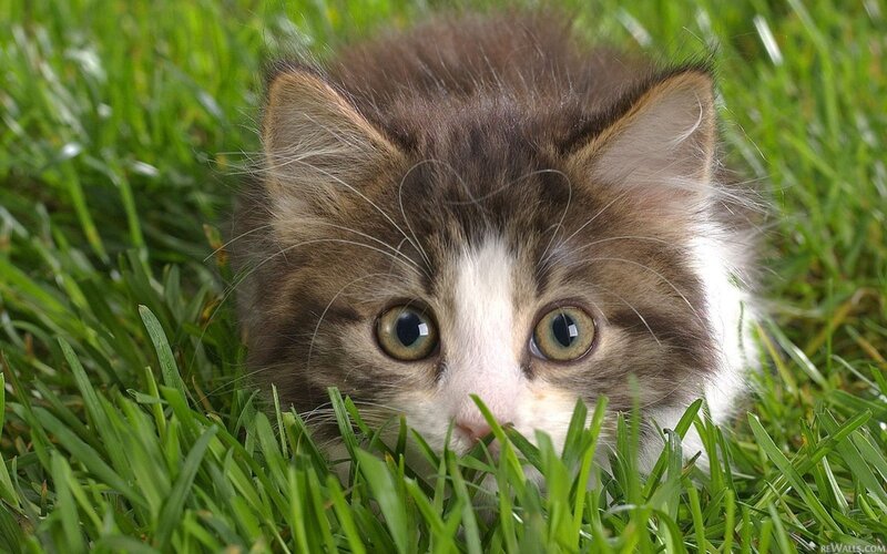 Kitten in Grass — Green, Curious, Afternoon, Photograph