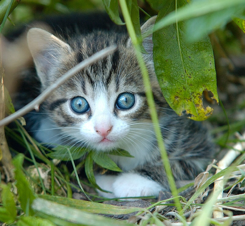Kitten in Grass — Green, Curious