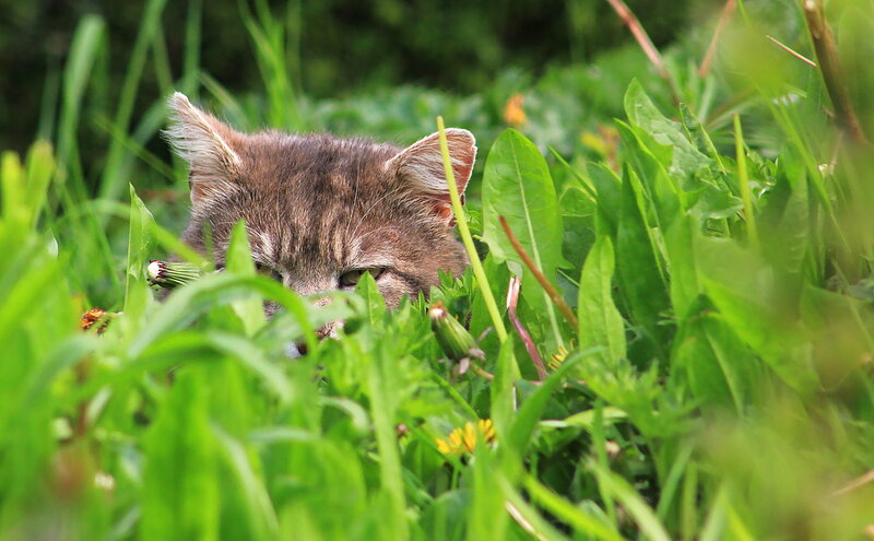 Kitten in Grass — Green, Natural