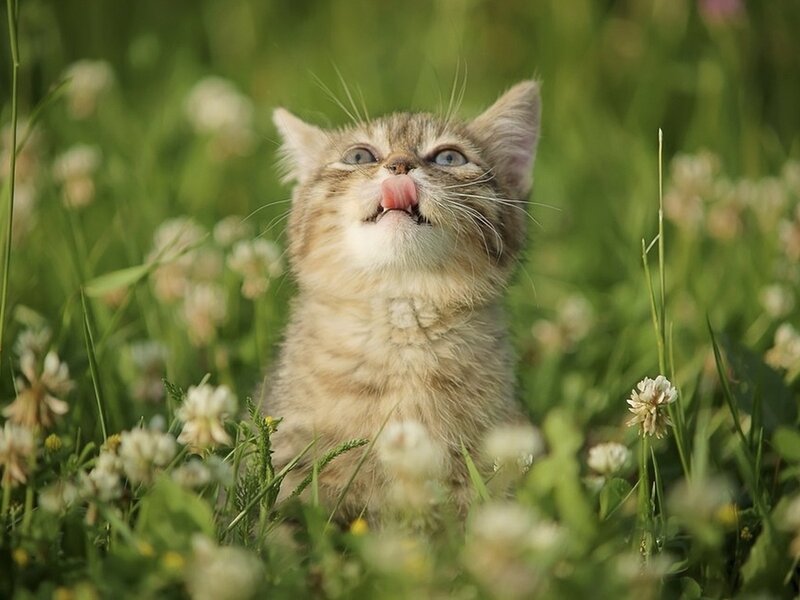 Kitten in Grass — Green, Playful, Afternoon