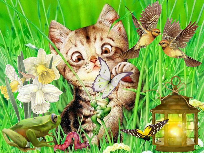 Kitten in Grass — Green, Playful, Spring