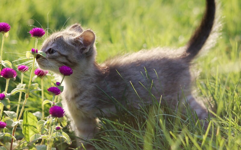 Kitten in Grass — Green, Serene, Afternoon