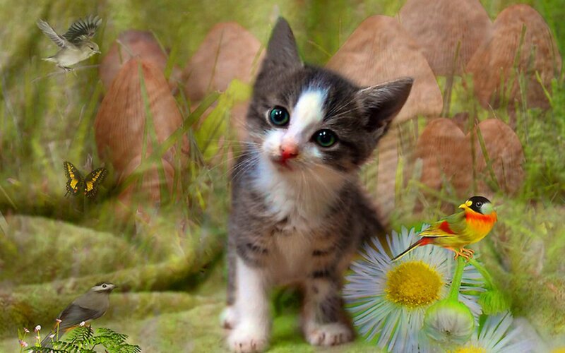Kitten in Grass — Green, Serene, Spring