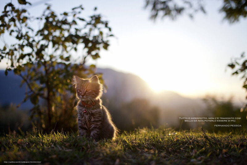 Kitten in Grass — Green, Serene, Sunset, Photograph