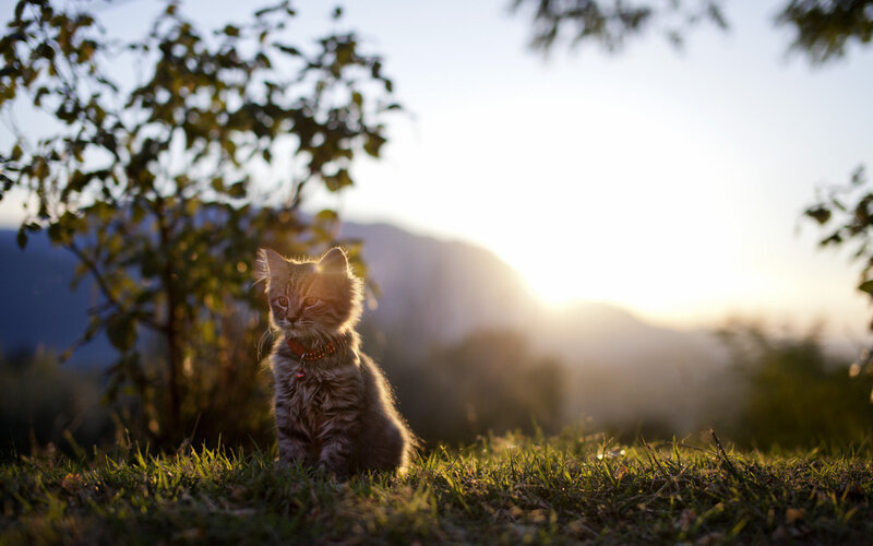 Kitten in Grass — Green, Serene, Sunset