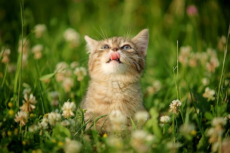 Kitten in Grass